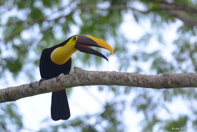Toucan tocard (Black mandibled toucan)
