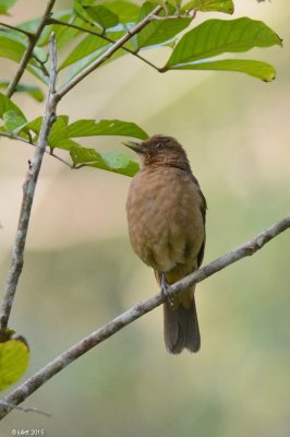 Merle fauve (Clay-colored thrush)