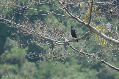Buse noire (Common black hawk)