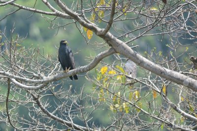Buse noire (Common black hawk)