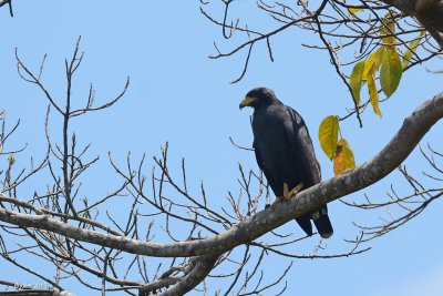 Buse noire (Common black hawk)