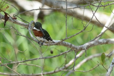 Martin-pêcheur vert (Green kingfisher)