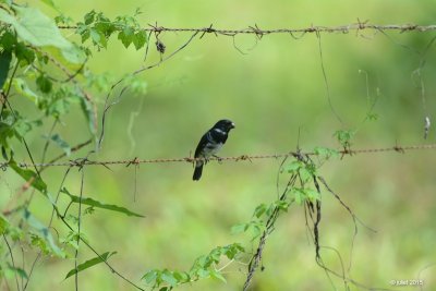 Sporophile variable (Variable seedeater) -Pacific race