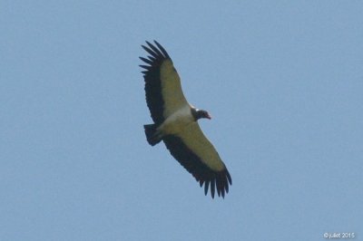 Sarcoramphe roi (King vulture)