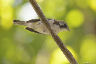 Paruline  flancs marron (Chestnut-sided warbler)