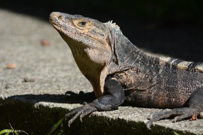 Iguane (Black spiny-tailed iguana, black iguana, or black ctenosaur)