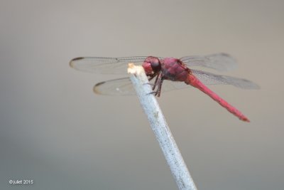 Libellules (Dragonfly)