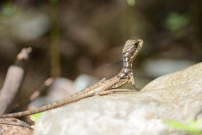 lizard DSC_2994.jpg