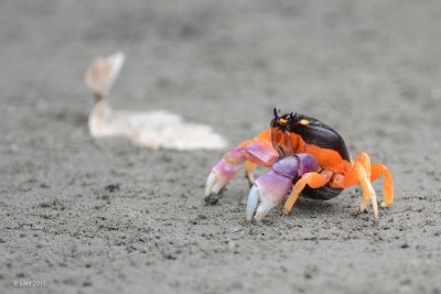 (Halloween crab)