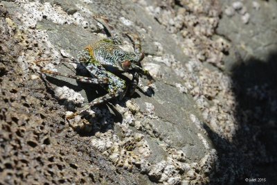 crab DSC_3213.jpg