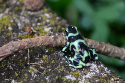 Dendrobates auratus (Green and Black Poison Dart Frog)