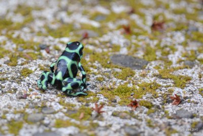 Dendrobates auratus (Green and Black Poison Dart Frog)