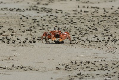 (Land crabs)