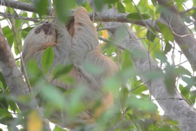 Paresseux didactyles (Two-toed Sloth)