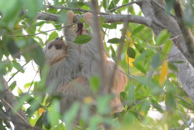 Paresseux didactyles (Two-toed Sloth)