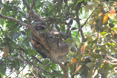 Paresseux tridactyles ou As mle (Three-toed Sloth)