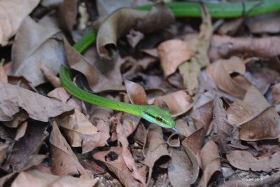 Serpent liane (Green vine snake)