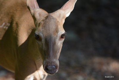 Cerf de Virginie (White-tailed deer)