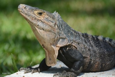 Iguane (Black spiny-tailed iguana, black iguana, or black ctenosaur)