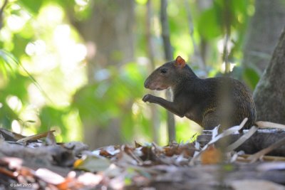 Agouti