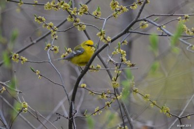 Paruline à ailes bleues (Blue-winged warbler)