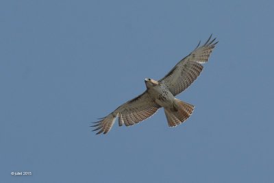Buse à queue rousse (Red-tailed hawk)