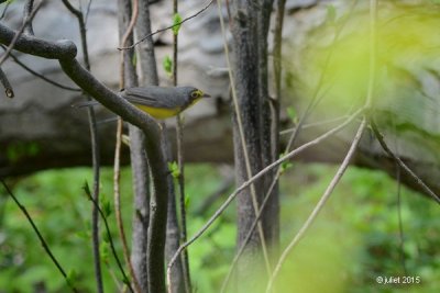 Paruline du Canada (Canada warbler)