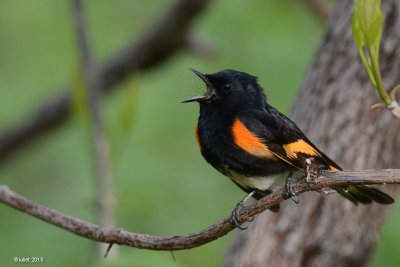 Paruline flamboyante (American redstart)