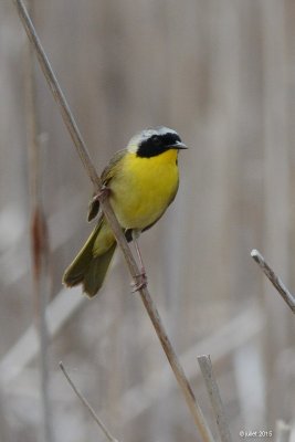 Paruline masquée (Common yellowthroat)