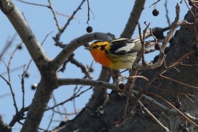 Paruline à gorge orangée (Blackburnian warbler)