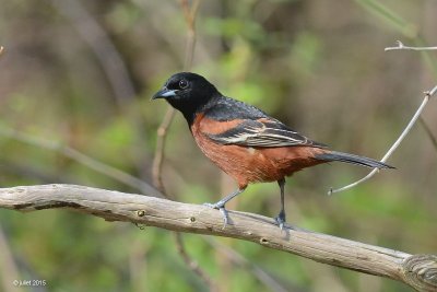 Oriole des vergers (Orchard oriole)