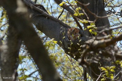 Petit-duc maculé forme rousse (Eastern screech-owl red morph )