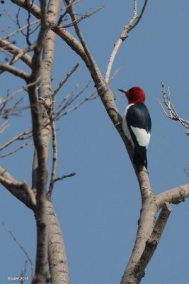 Pic à tête rouge (Red-headed woodpecker)