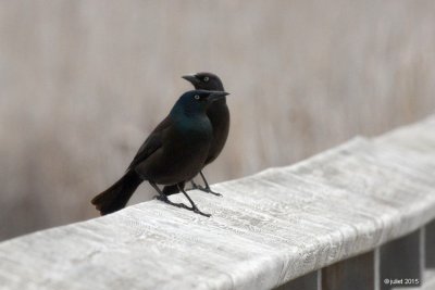 Quiscale bronzé (Common grackle)