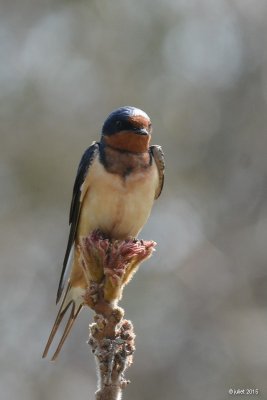 Hirondelle rustique (Barn swallow)