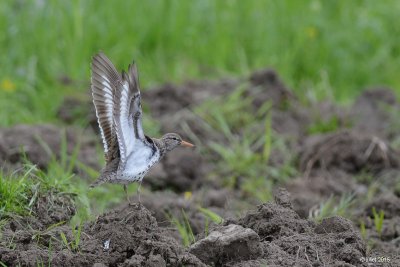 Chevalier grivel (Spotted sandpiper)