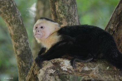 Capucin à face blanche (White-headed capuchin)