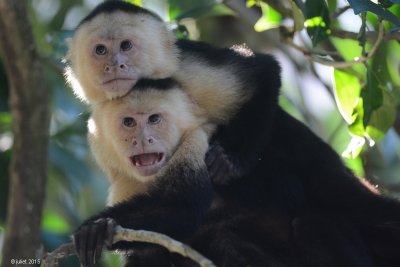 Capucin à face blanche (White-headed capuchin)