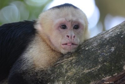 Capucin à face blanche (White-headed capuchin)