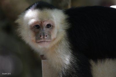 Capucin à face blanche (White-headed capuchin)