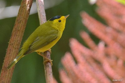 Paruline  calotte noire (Wilson's warbler)