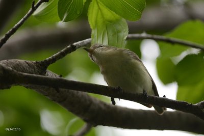 Vireo mlodieux (Warbling vireo)