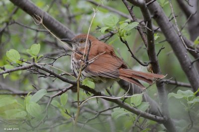 Moqueur roux (Brown trasher)