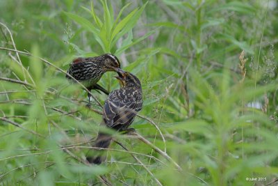 Carouge à épaulettes (Red-winged blackbird)