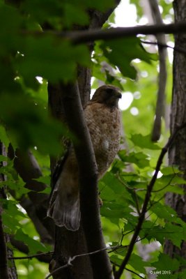 Buse à épaulettes (Red-shouldered hawk)