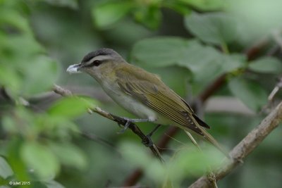 Vireo aux yeux rouges (Red-eyed vireo)