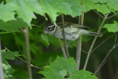 Cardinal à poitrine rose (Rose-breasted grosbeak)