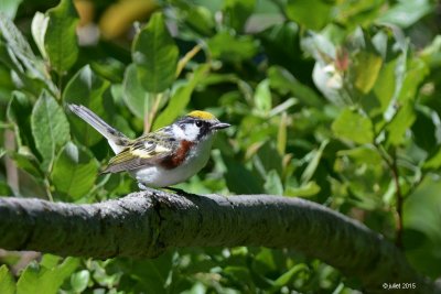 Paruline à flancs marron (Chestnut-sided warbler)