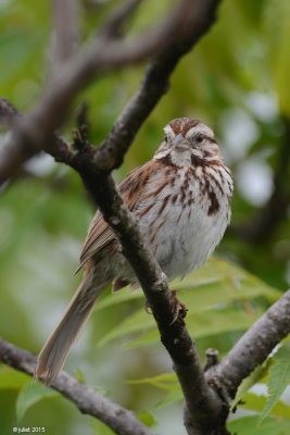 Bruant chanteur (Song sparrow)