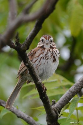 Bruant chanteur (Song sparrow)